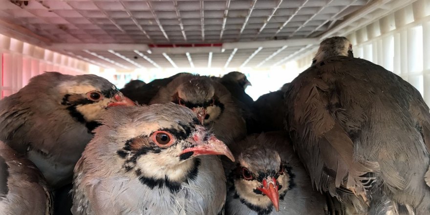 Antalya’nın 640 mahallesinde 18 bin kınalı keklik doğaya salınıyor