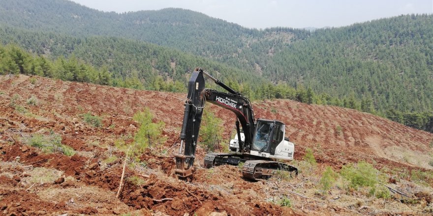 Mersin’de 2021’de 2,5 milyon fidan dikildi