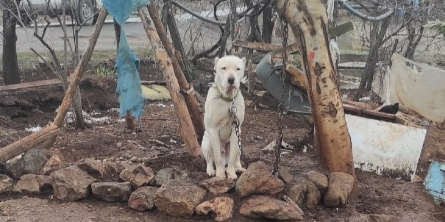 Kahramanmaraş’ta pitbull köpeğin sahibine para cezası