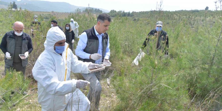 Mersin’de 2021 yılında orman zararlılarıyla mücadele hız kazandı