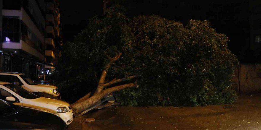 Adana’da sağanak yağış ve rüzgar 7 metrelik ağacı devirdi