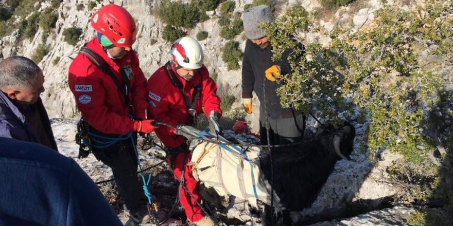 Kayalıklarda mahsur kalan 3 oğlak ile 1 keçiyi AKUT kurtardı