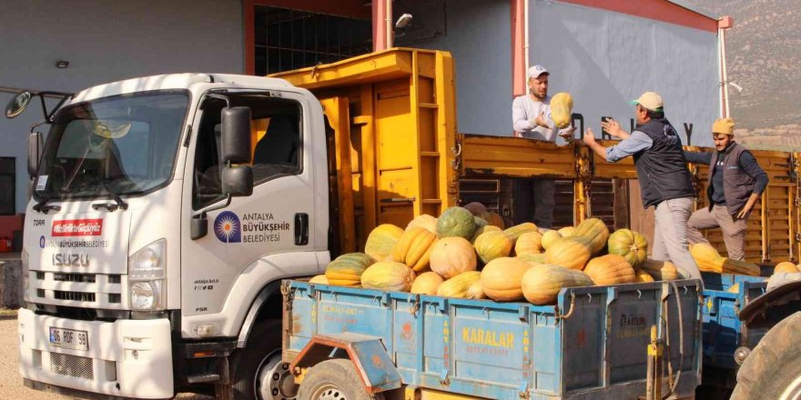 Faydalı böcek üretiminde yeni ürün: “Bal kabağı”