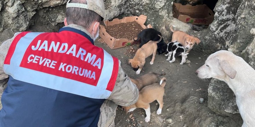 Jandarma ekiplerinden sokak hayvanlarına mama ve su desteği