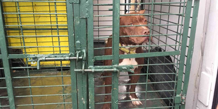 Adana’da sokağa atılan Pitbull barınağa götürüldü