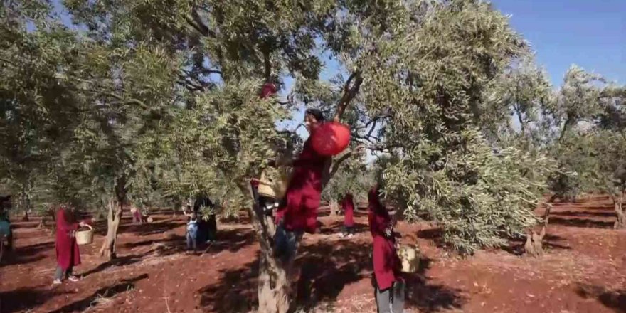 Hatay’dan zeytin ve zeytinyağı 2021 yılı ihracatı 31 milyon dolar oldu