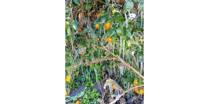 Antalya’da portakal ağaçlarında buz sarkıtları