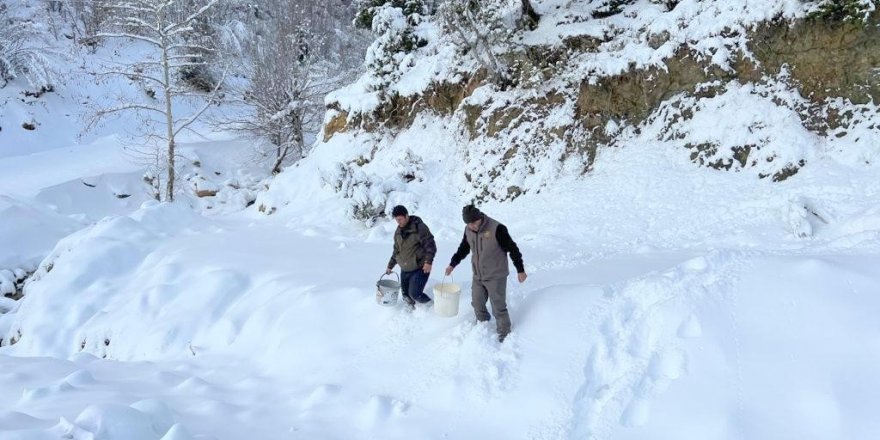 Karlı yollar yaban hayvanları için aşıldı