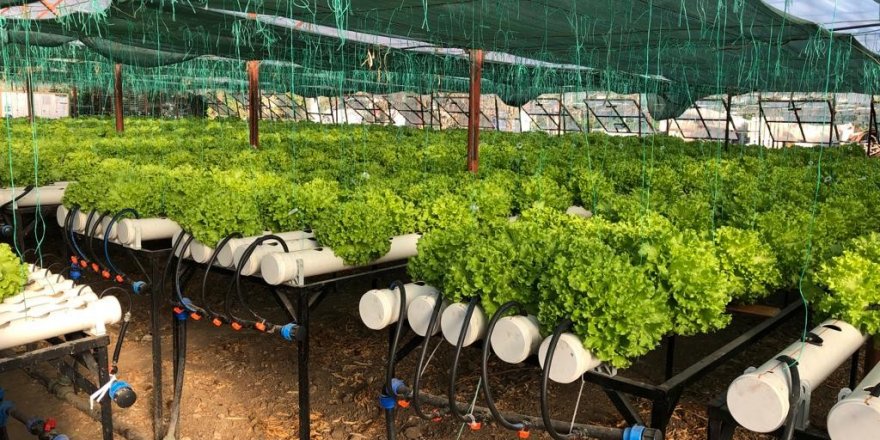 Konyaaltı’nda ilk kez su kültürü ortamında marul dikildi