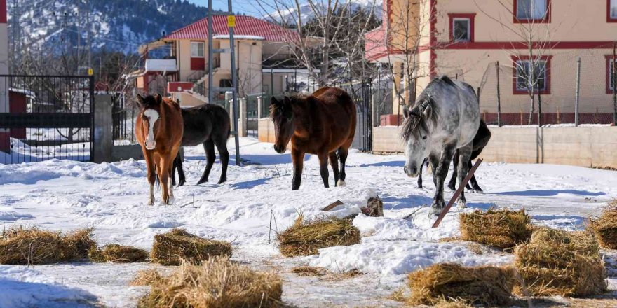 Mersin’de yılkı atları ve köpekler için doğaya yem bırakıldı