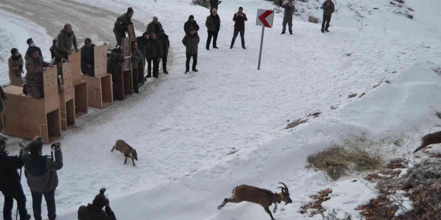 Türkiye’de ilk kez doğal alanından alınan yaban keçileri tekrar doğal alana salındı
