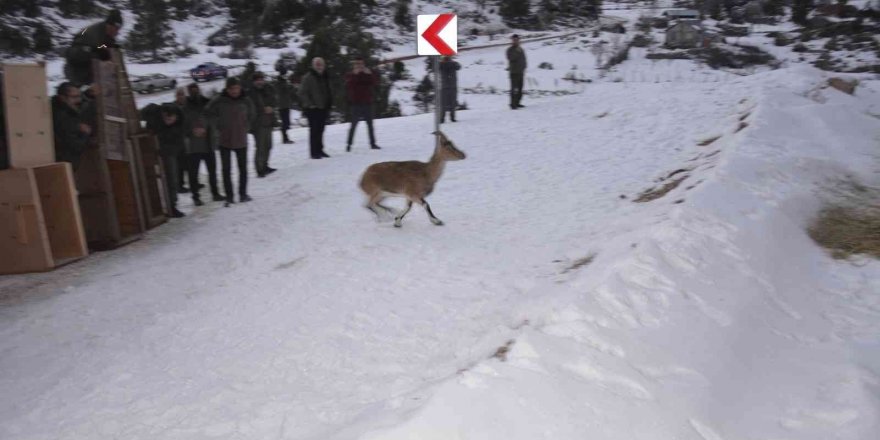 Antalya’da yakalanan 7 yaban keçisi, Karanlıkdere Kanyonu’nda doğaya bırakıldı