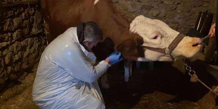 Karda mahsur kalan veterineri doğum yapan ineğe belediye ulaştırdı