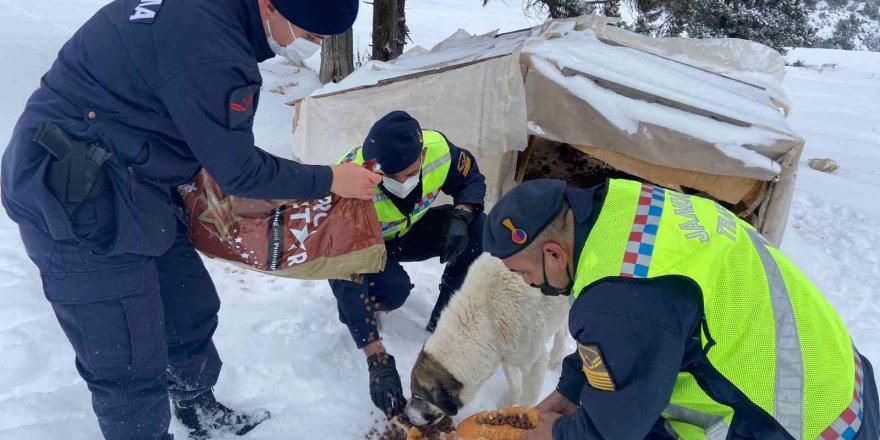 Zorlu hava şartlarında sokakta kalan hayvanlara jandarmadan mama desteği