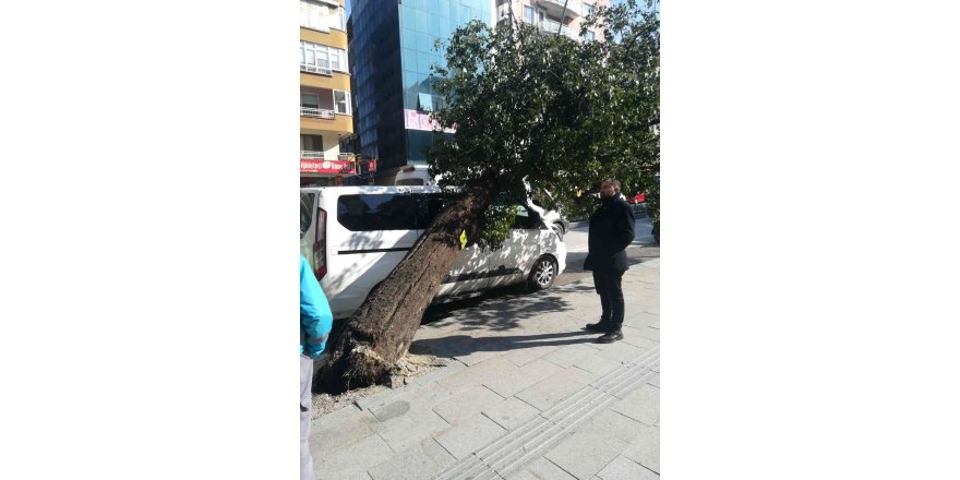 Hatay’da park halindeki aracın üzerine ağaç devrildi