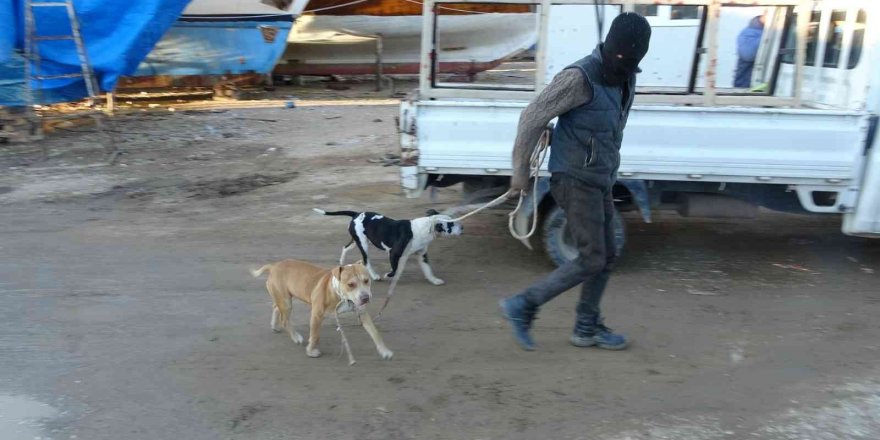 Sokağa bırakılıp aç kalan pitbullar, 1 günlük keçi yavrusunu alıp kaçtı