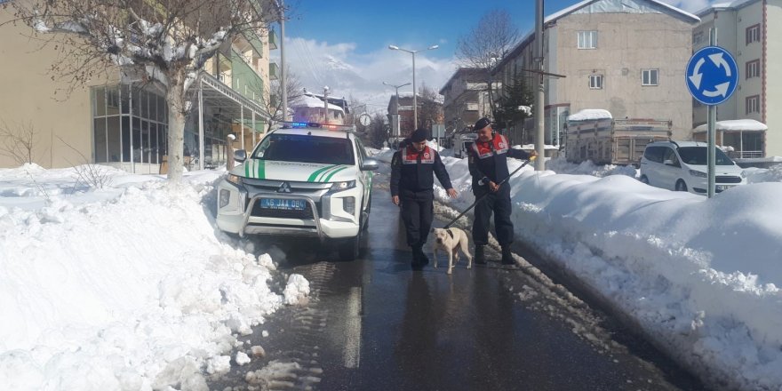 Sokağa terk edilen Pitbull barınağa teslim edildi