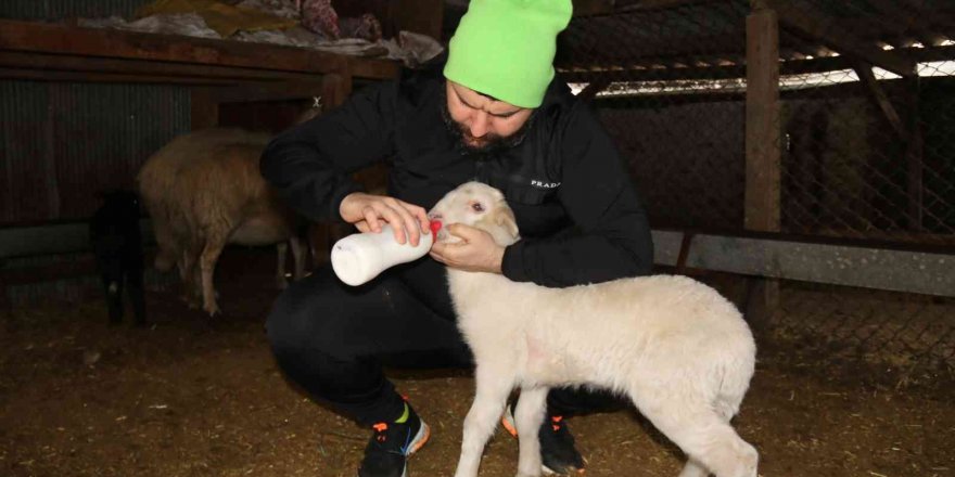 Köpeklerin telef ettiği koyunların öksüz kalan kuzularına biberon ile çocuğu gibi bakıyor