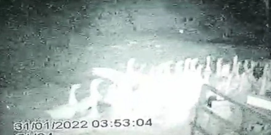 Tilki kaz sürüsüne saldırdı