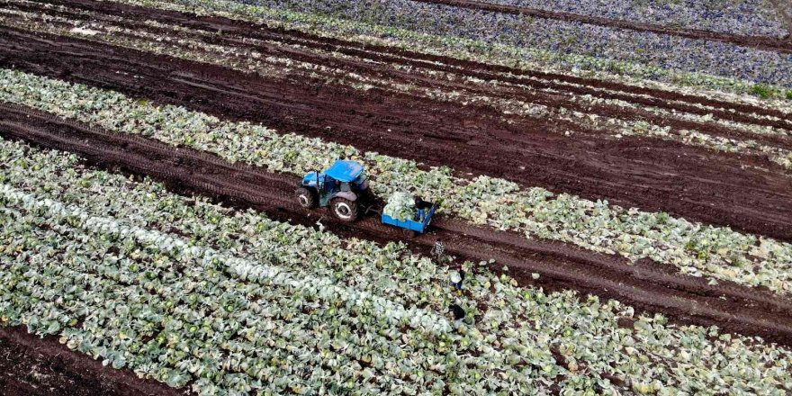 Beyaz lahana üreticisinin yüzünü güldürdü