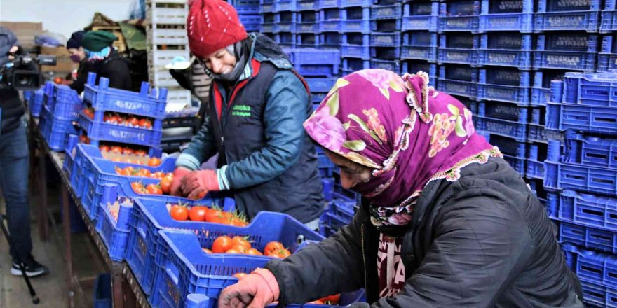 Antalya hallerinde işlem gören meyve Ocak ayında son 4 yılın ortalamasında