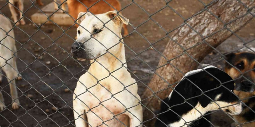 Kemer’de 207 Sokak Hayvanı Aşılandı