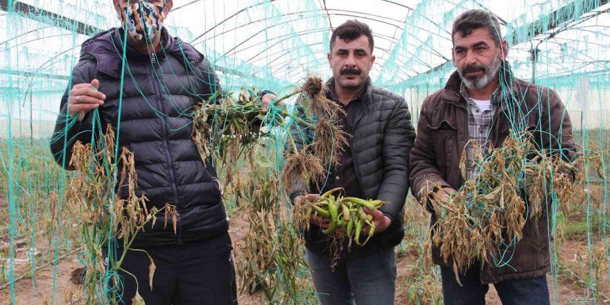 Mersin’i zirai don vurdu, seralarda ürün kalmadı