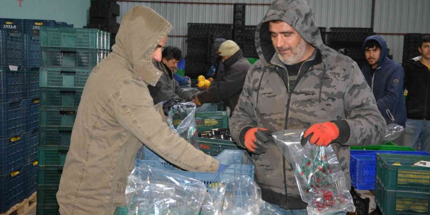 Romanya, Makedonya, Ukrayna’ya ayva ve karyağdı armudu ihracatı