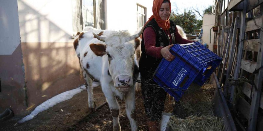 Konyaaltı’nda doludan zarar gören hayvancılara Büyükşehir’den destek