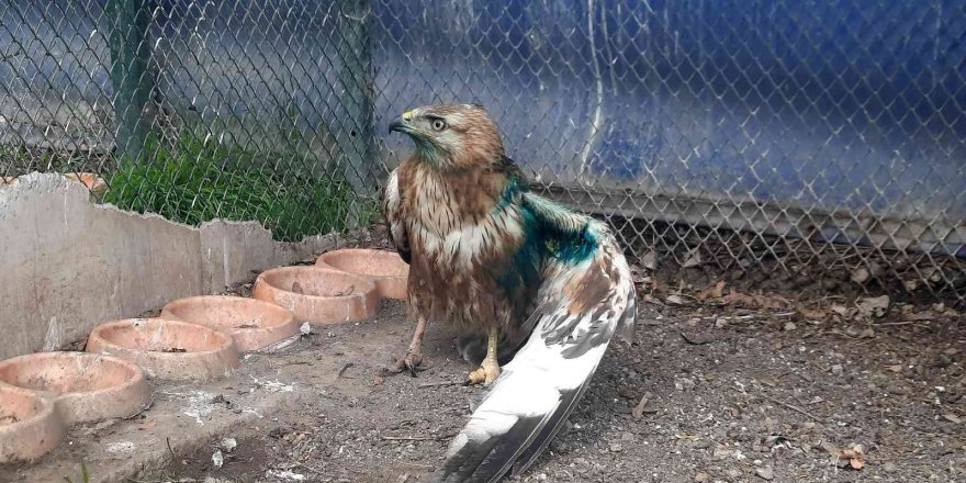 Osmaniye’de yaralı bulunan 2 kızıl şahin tedavi ediliyor