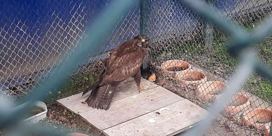 Bitkin halde bulunan kızıl şahin tedavisinin ardından doğaya salındı