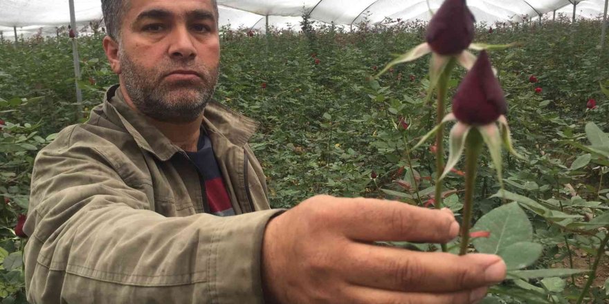 Sevgililer Günü öncesi gülü soğuk vurdu