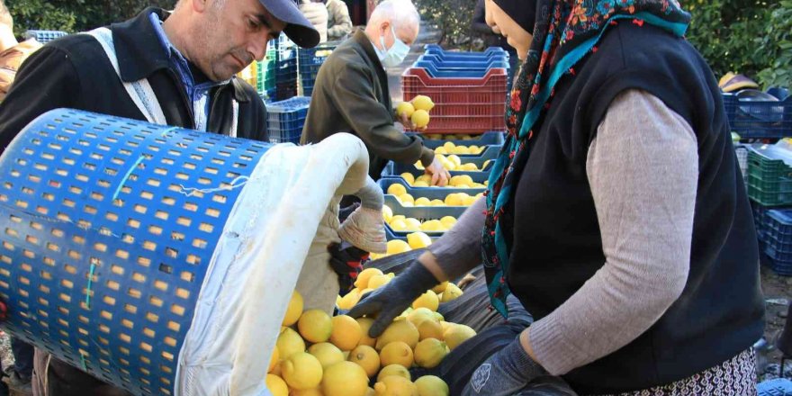 Limonun başkentinde yoğun hasat dönemi