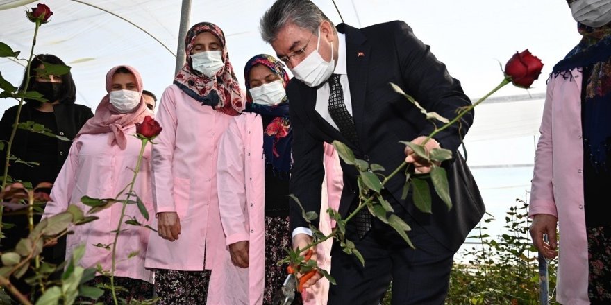 Vali Erdinç Yılmaz, gül hasadı yaptı