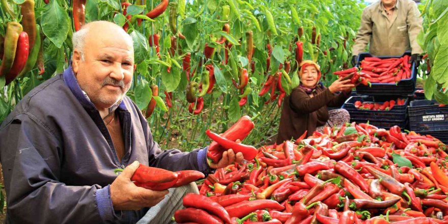 Örtü altı kırmızı biber üreticisini güldürdü