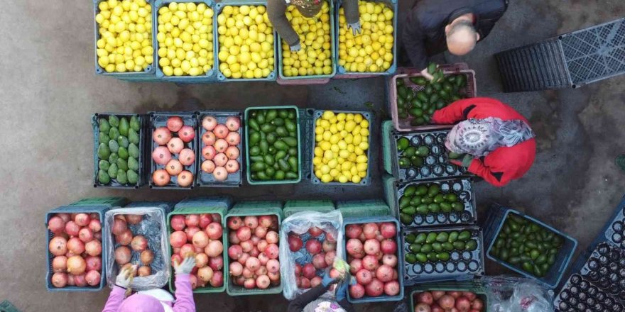 Mersin’den Avrupa’ya nar, limon ve avokado ihracatı