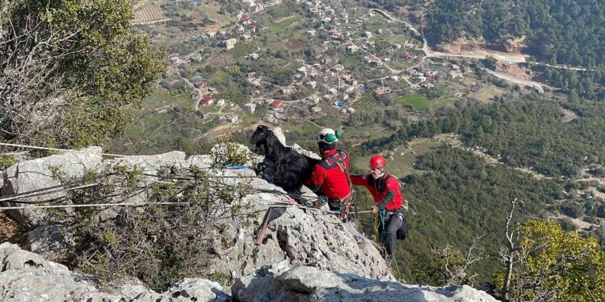 Kayalıklarda mahsur kalan keçi 5 gün sonra kurtarıldı