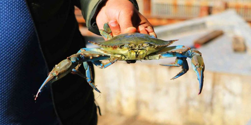 Adana’nın mavi yengeçleri dünya mutfağında