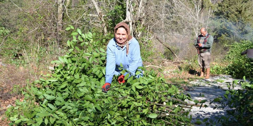 Antalya’da defne yaprağı orman köylüsünün geçim kaynağı oldu