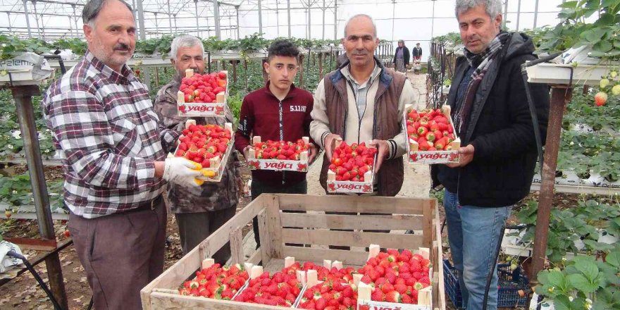 Çilek üreticisi Rusya ve Ukrayna savaşından endişeli