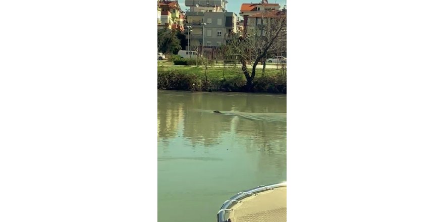 Akdeniz Foku, Manavgat Irmağı’nı mesken tuttu