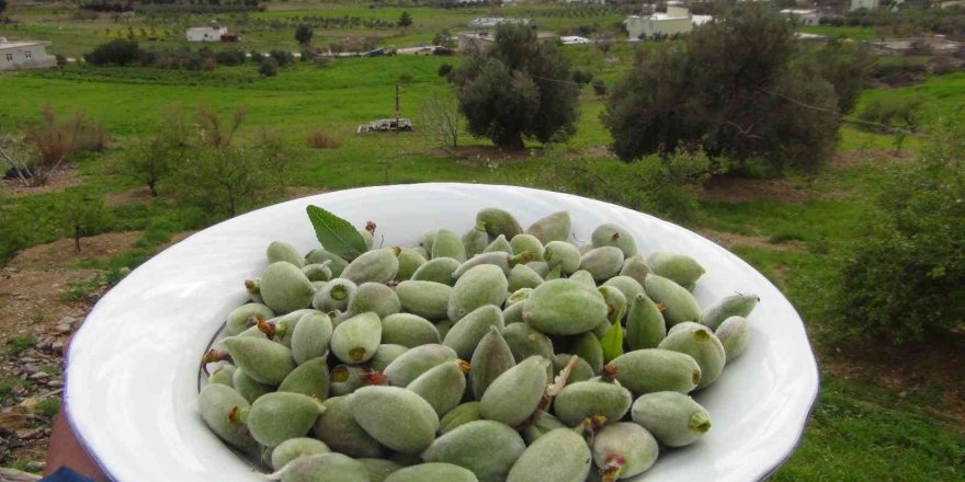 Mersin’de yangın bölgesinde çağla hasadı