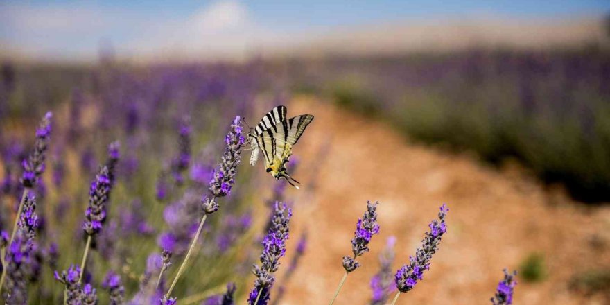 Elbistan’a Türkiye’nin en büyük lavanta vadisi kuruldu