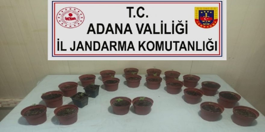 Kaçan otomobilde 23 saksı kenevir ele geçirildi