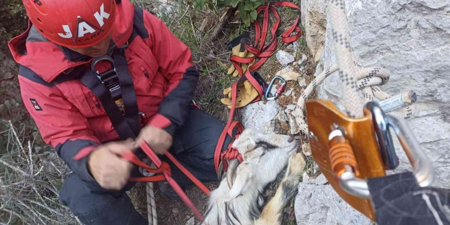 Kayalıklarda mahsur kalan hamile keçiye kurtarma operasyonu