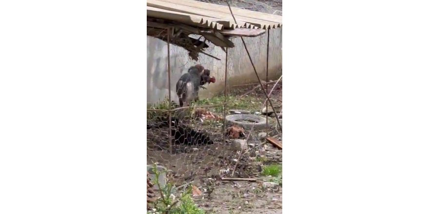 Hatay’da sokak köpeklerinin kümese saldırdığı anlar böyle görüntülendi