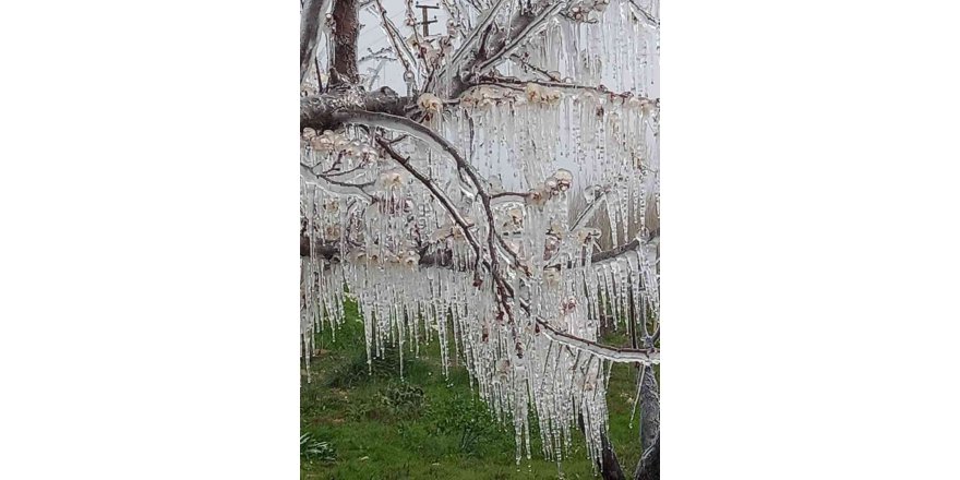 Mersin’de kayısı bahçelerini don vurdu