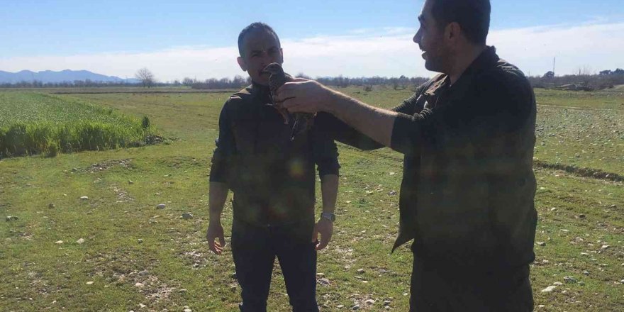 Tedavisi tamamlanan turaç doğaya salındı