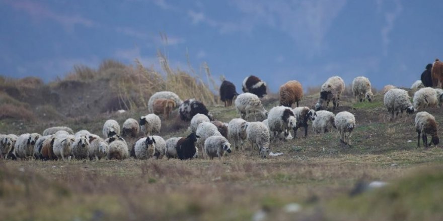 Nesli tehlike altında olan kum zambakları tahrip edildi