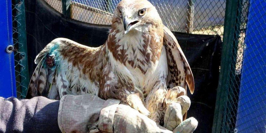 Yaralı halde bulunan kızıl şahin tedavi altına alındı